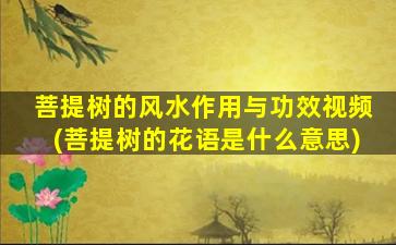 菩提树的风水作用与功效视频(菩提树的花语是什么意思)