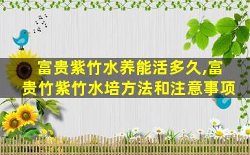 富贵紫竹水养能活多久,富贵竹紫竹水培方法和注意事项